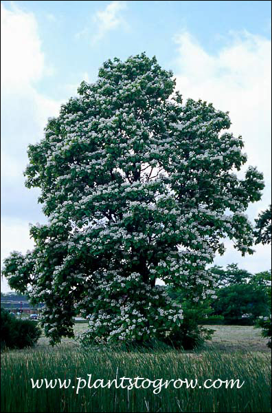 Northern Catalpa (Catalpa speciosa) 
This tree is located off of a parking lot of a strip mall. It probably has a limited time before it is lost to development